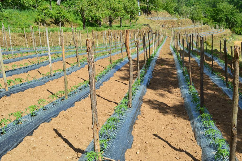 Agriturismo E Turre Serrastretta