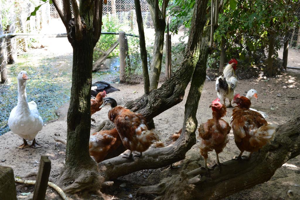 Agriturismo E Turre Farm stay Serrastretta